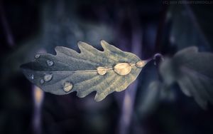 Preview wallpaper leaf, drops, macro