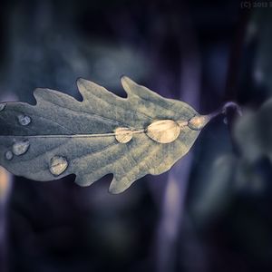 Preview wallpaper leaf, drops, macro