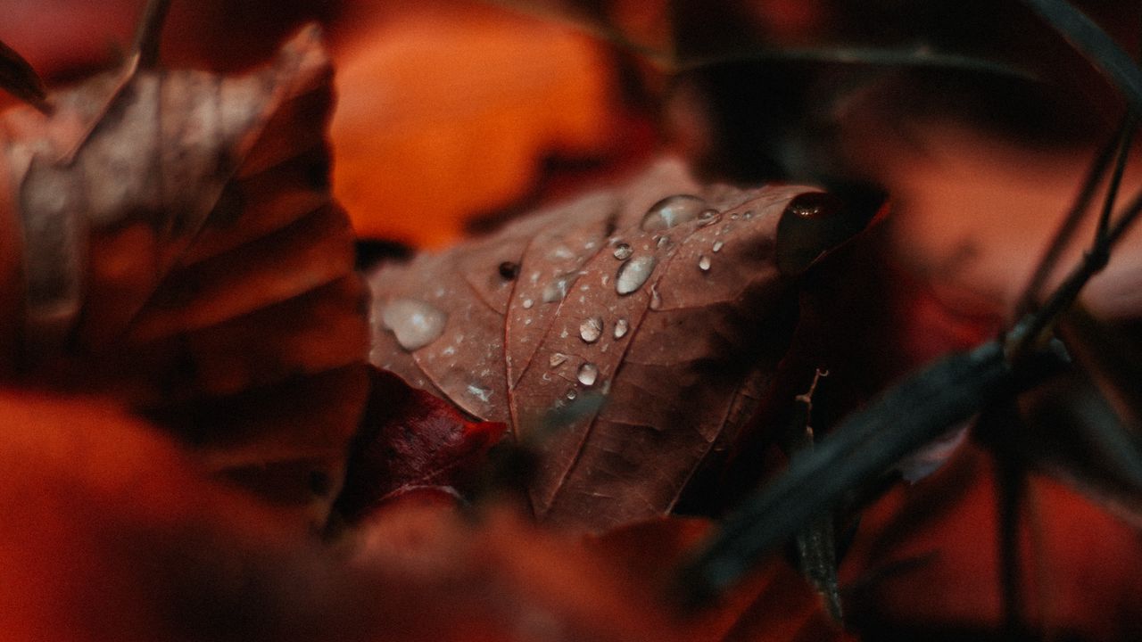 Wallpaper leaf, drops, moisture, macro, autumn