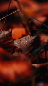 Preview wallpaper leaf, drops, moisture, macro, autumn