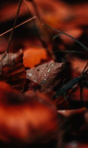 Preview wallpaper leaf, drops, moisture, macro, autumn