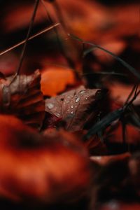 Preview wallpaper leaf, drops, moisture, macro, autumn