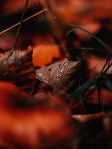 Preview wallpaper leaf, drops, moisture, macro, autumn