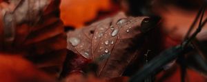 Preview wallpaper leaf, drops, moisture, macro, autumn