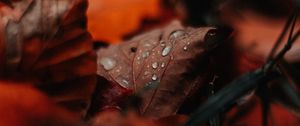 Preview wallpaper leaf, drops, moisture, macro, autumn