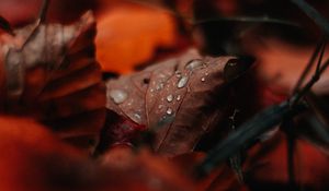 Preview wallpaper leaf, drops, moisture, macro, autumn