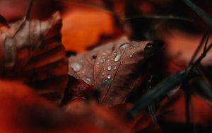 Preview wallpaper leaf, drops, moisture, macro, autumn