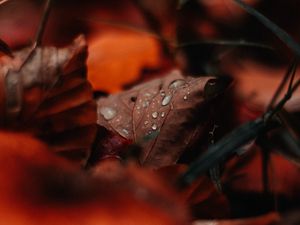 Preview wallpaper leaf, drops, moisture, macro, autumn