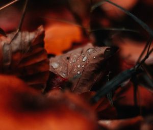 Preview wallpaper leaf, drops, moisture, macro, autumn