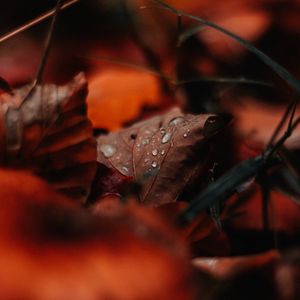 Preview wallpaper leaf, drops, moisture, macro, autumn