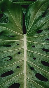 Preview wallpaper leaf, drops, plant, moisture