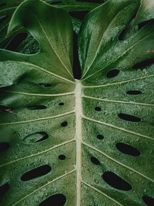 Preview wallpaper leaf, drops, plant, moisture