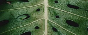 Preview wallpaper leaf, drops, plant, moisture