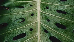 Preview wallpaper leaf, drops, plant, moisture