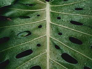 Preview wallpaper leaf, drops, plant, moisture