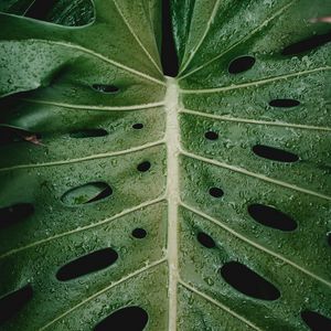 Preview wallpaper leaf, drops, plant, moisture