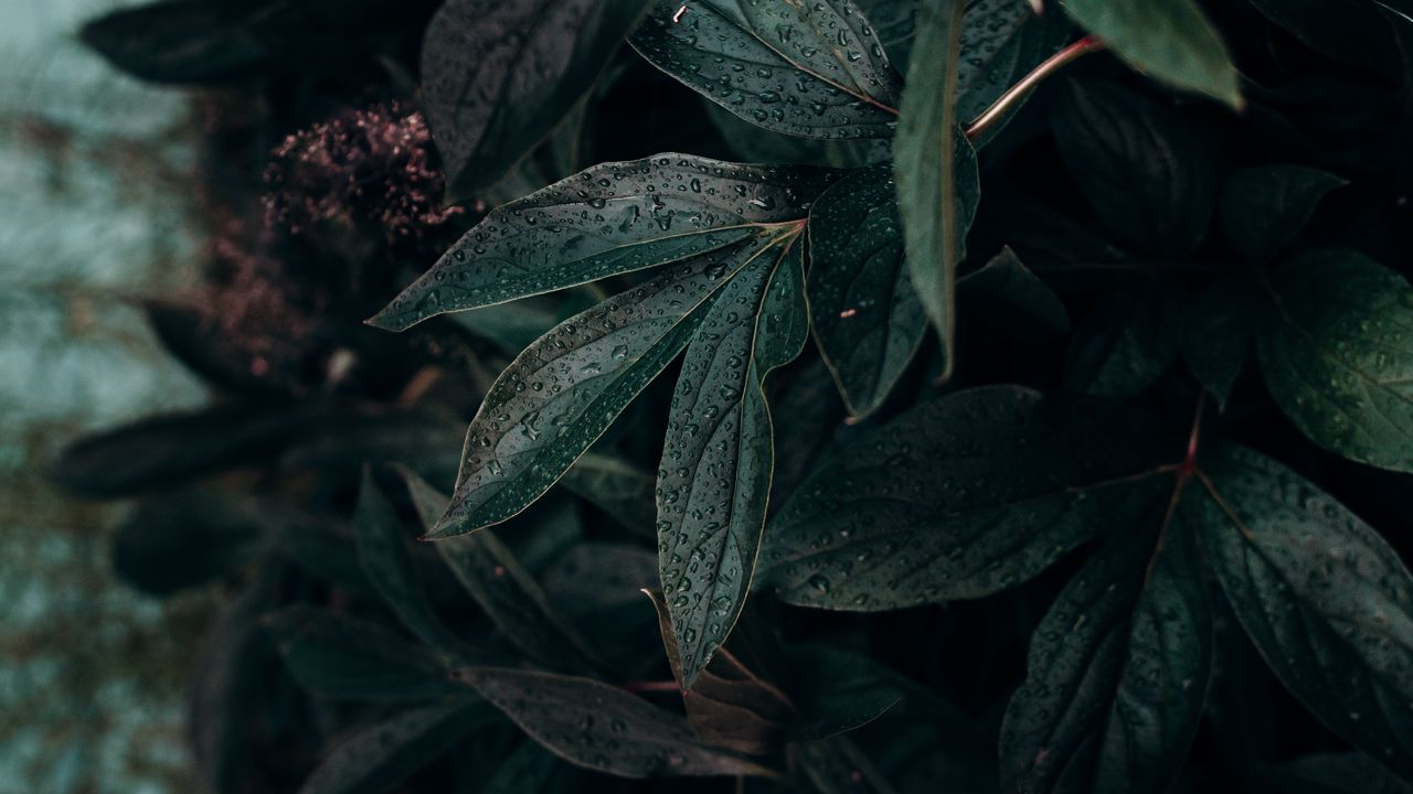 Wallpaper leaf, drops, plant, dark, wet