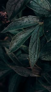 Preview wallpaper leaf, drops, plant, dark, wet