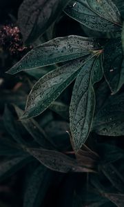 Preview wallpaper leaf, drops, plant, dark, wet