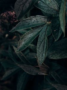 Preview wallpaper leaf, drops, plant, dark, wet