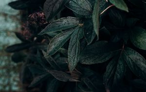 Preview wallpaper leaf, drops, plant, dark, wet
