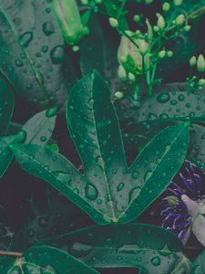 Preview wallpaper leaf, drops, plant, green, vegetation, moisture