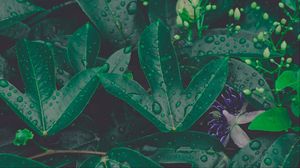Preview wallpaper leaf, drops, plant, green, vegetation, moisture
