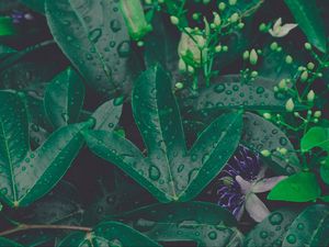 Preview wallpaper leaf, drops, plant, green, vegetation, moisture