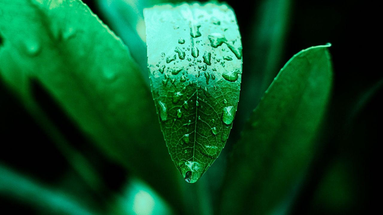 Wallpaper leaf, drops, plant, green