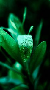Preview wallpaper leaf, drops, plant, green