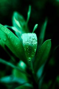 Preview wallpaper leaf, drops, plant, green
