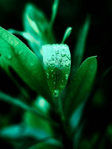 Preview wallpaper leaf, drops, plant, green