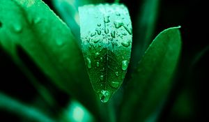 Preview wallpaper leaf, drops, plant, green