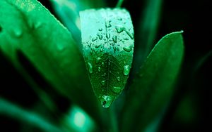 Preview wallpaper leaf, drops, plant, green