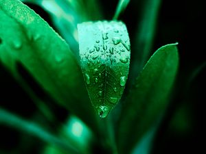 Preview wallpaper leaf, drops, plant, green