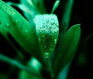 Preview wallpaper leaf, drops, plant, green