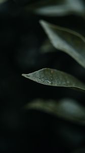 Preview wallpaper leaf, drops, plant, macro, water