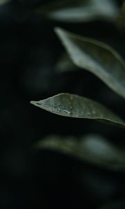 Preview wallpaper leaf, drops, plant, macro, water