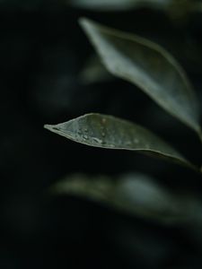 Preview wallpaper leaf, drops, plant, macro, water