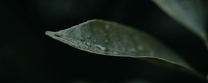 Preview wallpaper leaf, drops, plant, macro, water