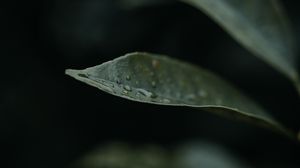 Preview wallpaper leaf, drops, plant, macro, water