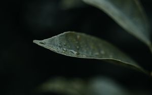 Preview wallpaper leaf, drops, plant, macro, water