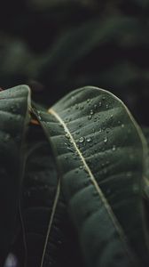 Preview wallpaper leaf, drops, rain, plant, macro