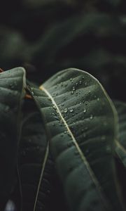 Preview wallpaper leaf, drops, rain, plant, macro