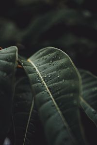 Preview wallpaper leaf, drops, rain, plant, macro
