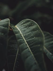 Preview wallpaper leaf, drops, rain, plant, macro