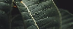 Preview wallpaper leaf, drops, rain, plant, macro