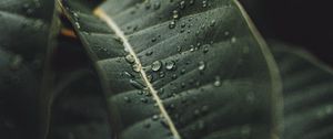 Preview wallpaper leaf, drops, rain, plant, macro