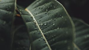 Preview wallpaper leaf, drops, rain, plant, macro