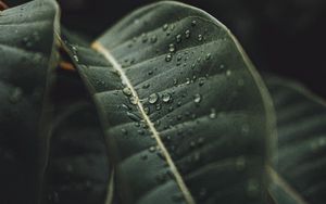 Preview wallpaper leaf, drops, rain, plant, macro